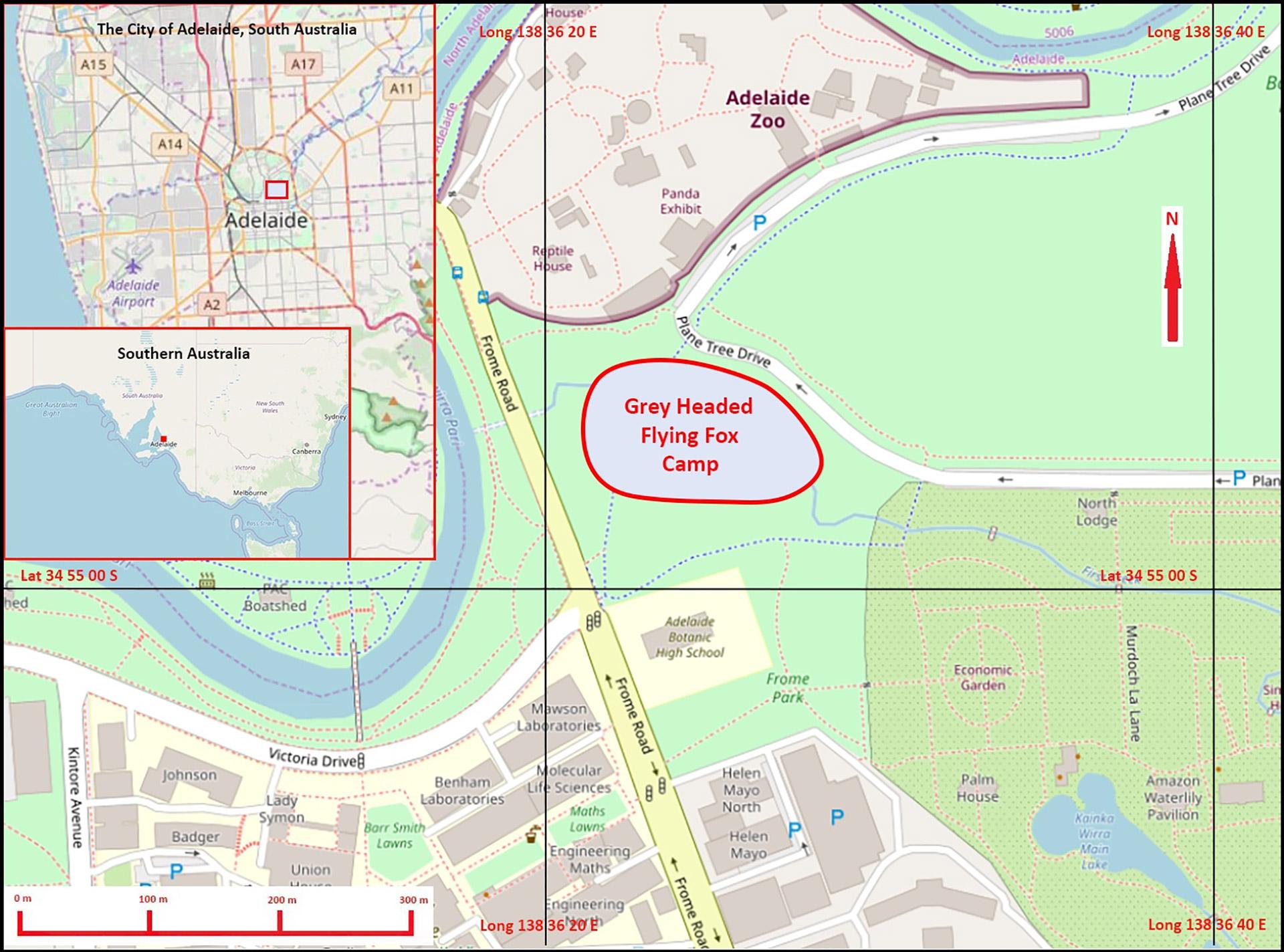 Location of the Grey-headed flying fox camp in Adelaide’s Botanic Park and relationship to central Adelaide and Southern Australia.