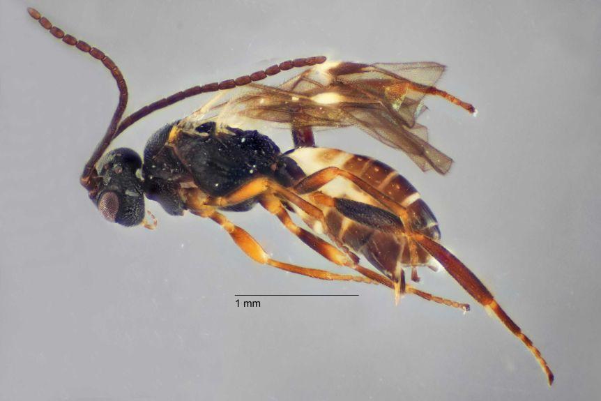 A new species of wasp has been discovered by students from South Australia's Riverland. Image: Dr Erinn Fagan-Jeffries