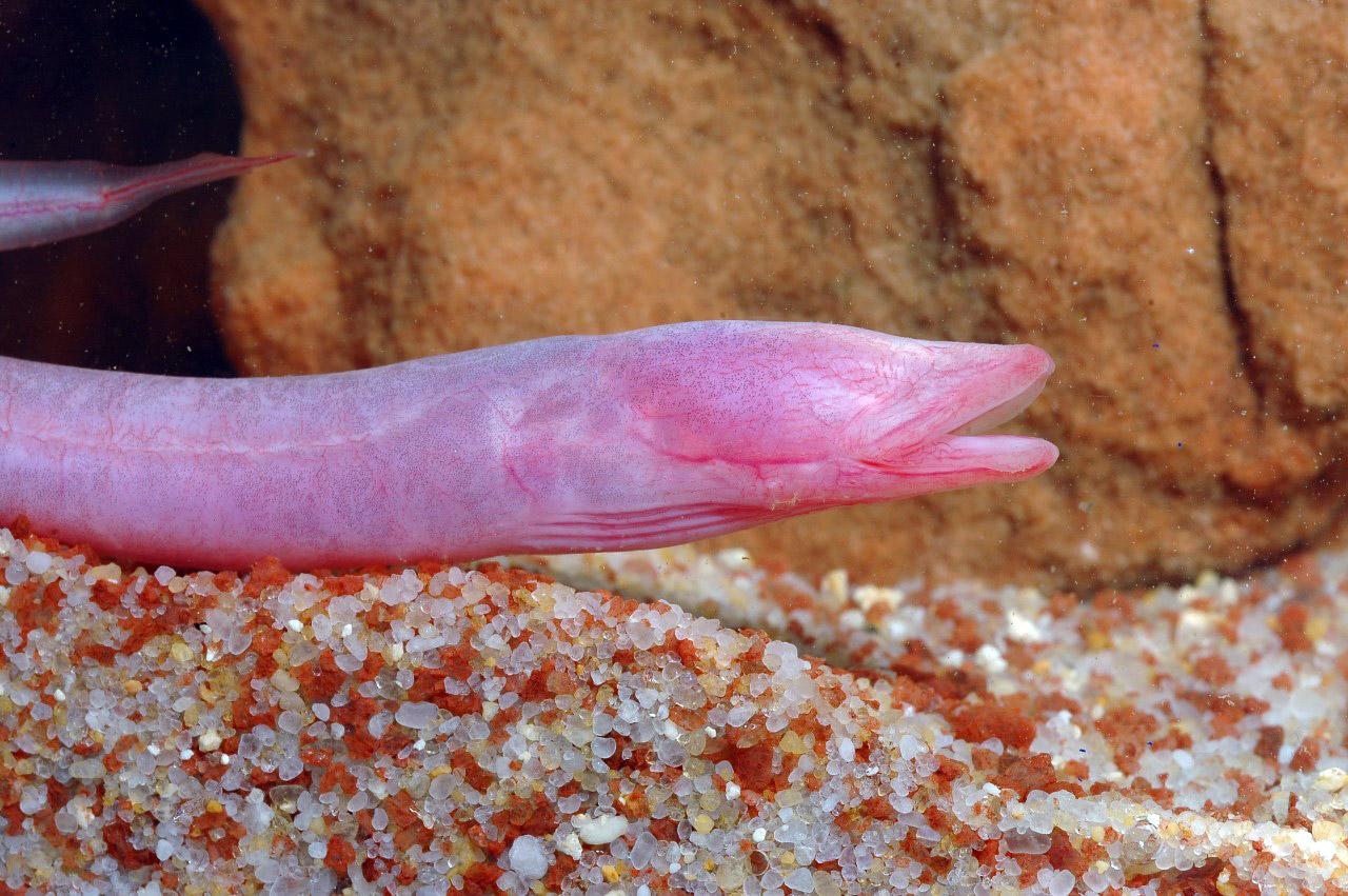 Blind Cave Eel (Ophisternon candidum)