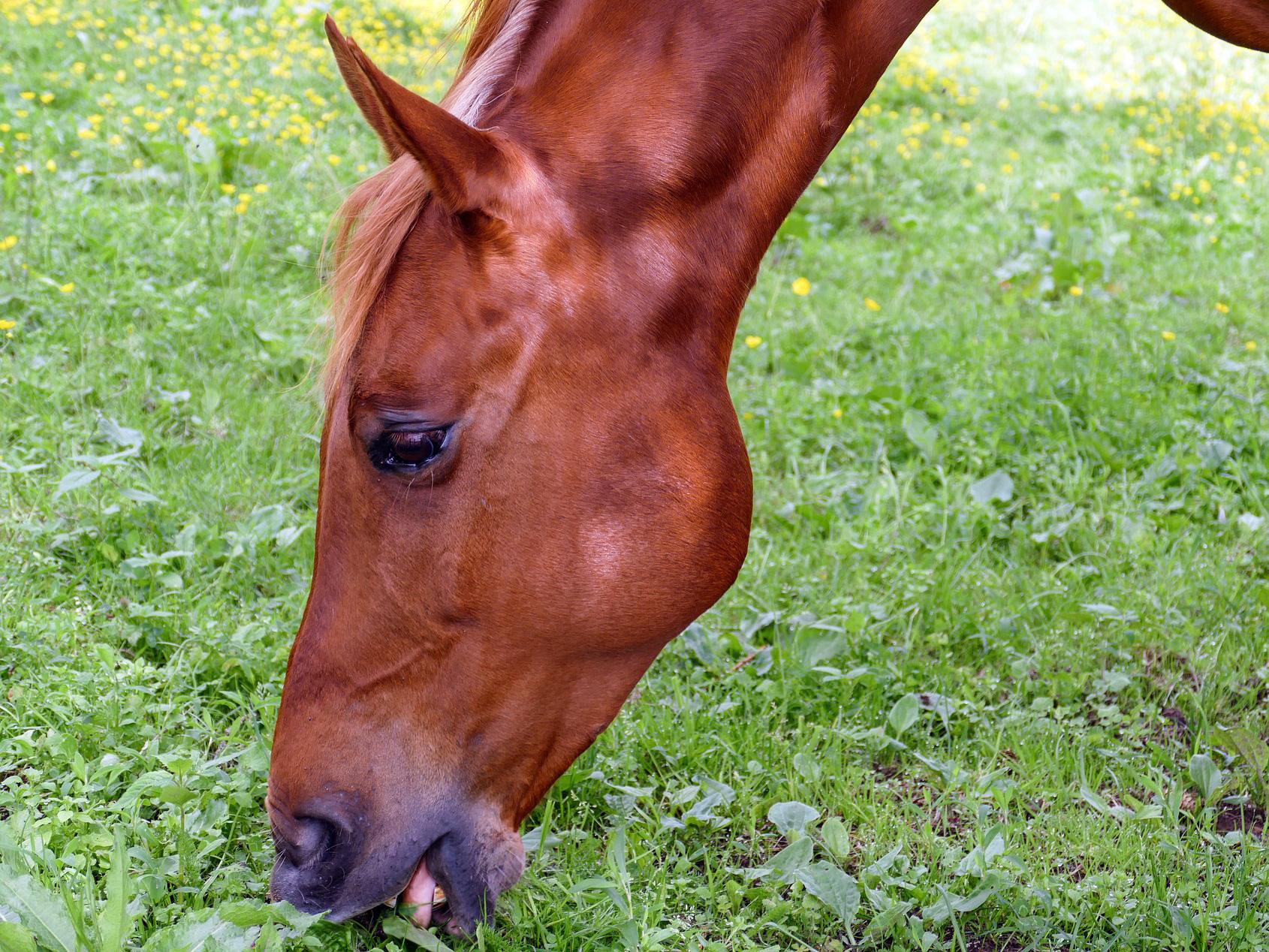 Horse image