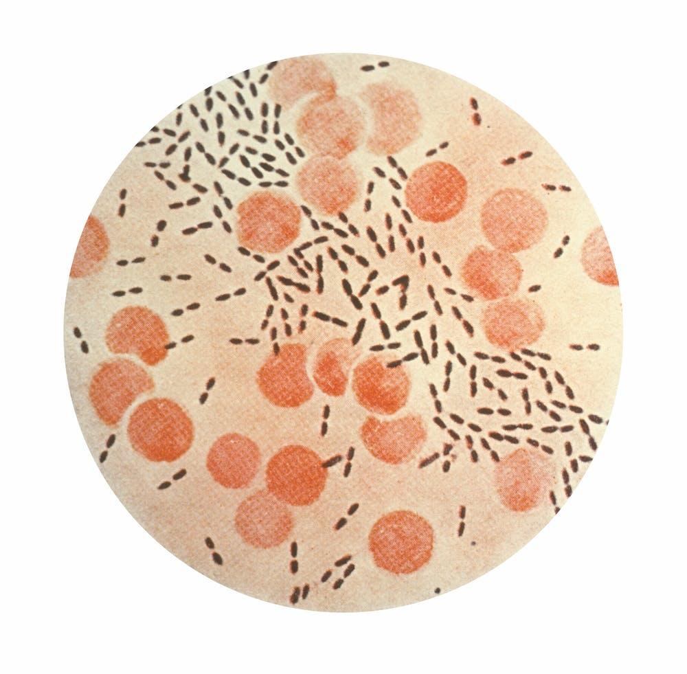 Streptococcus pneumoniae bacteria