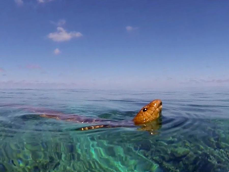 Olive sea snake - Credit: Dr Bruno Simões, University of Plymouth