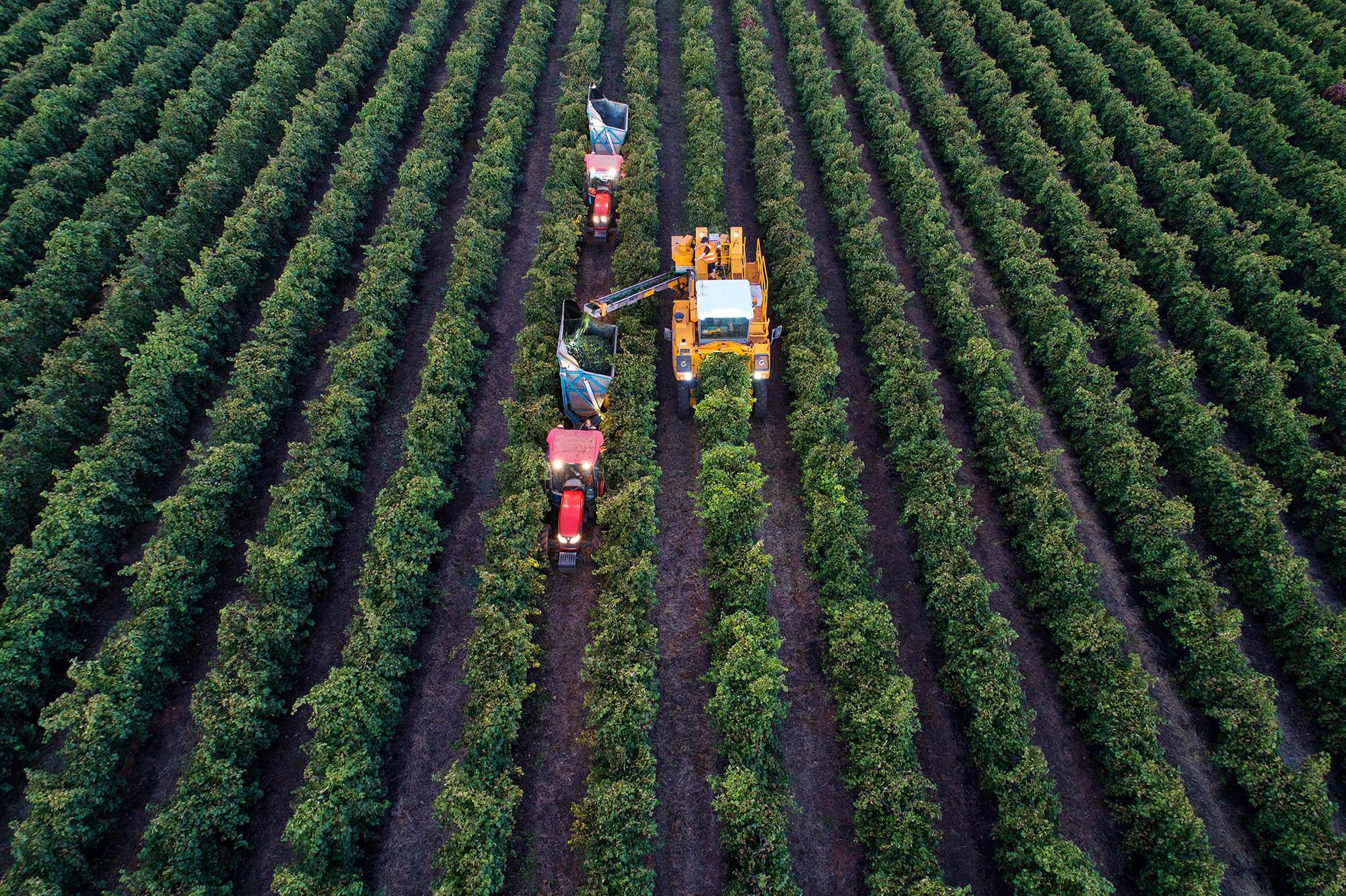 Vineyards by Riverland Wine