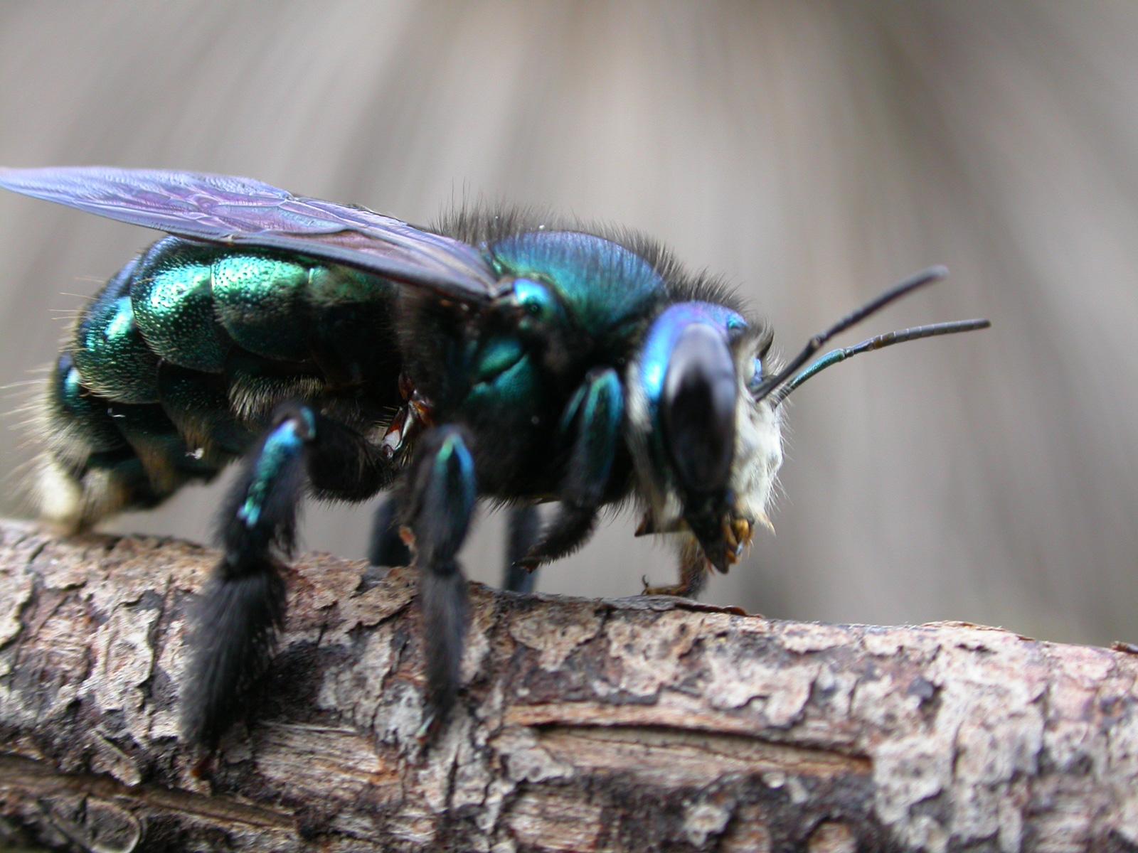 Green Carpenter Bee / Remko Leijs 