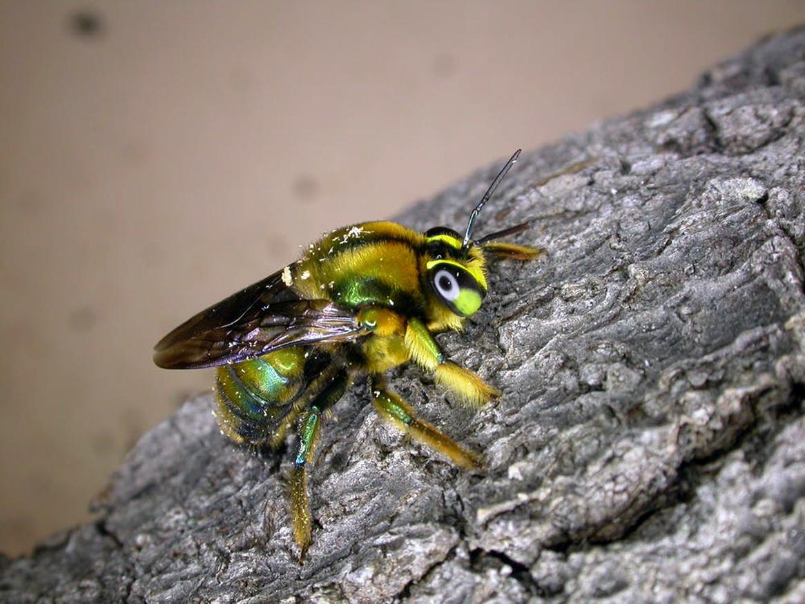 A male Green Carpenter Bee / Remko Leijs