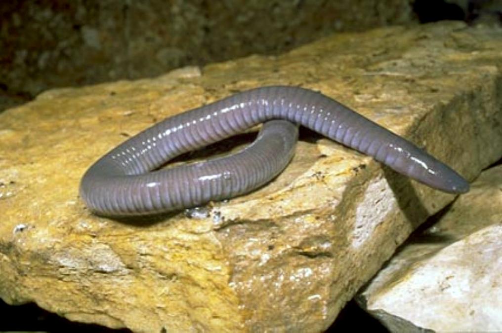 Mexican burrowing caecilian (Dermophis mexicanus) by Franco Andreone [CC BY-SA]
