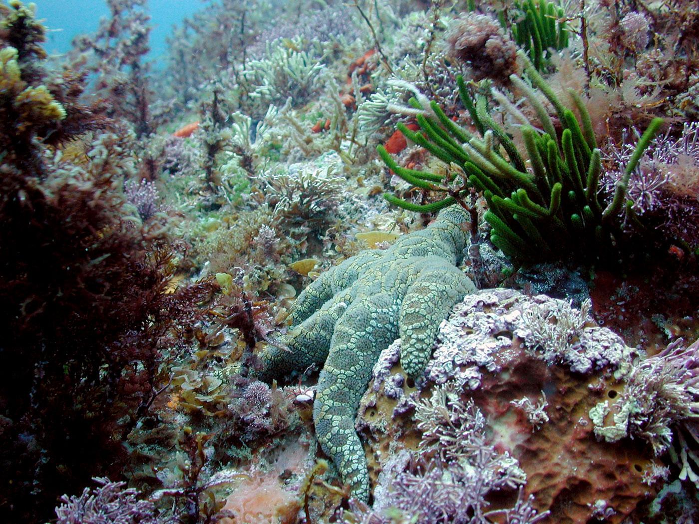 Marine ecosystem, Whakaari Island, New Zealand. Image: Sean D. Connell