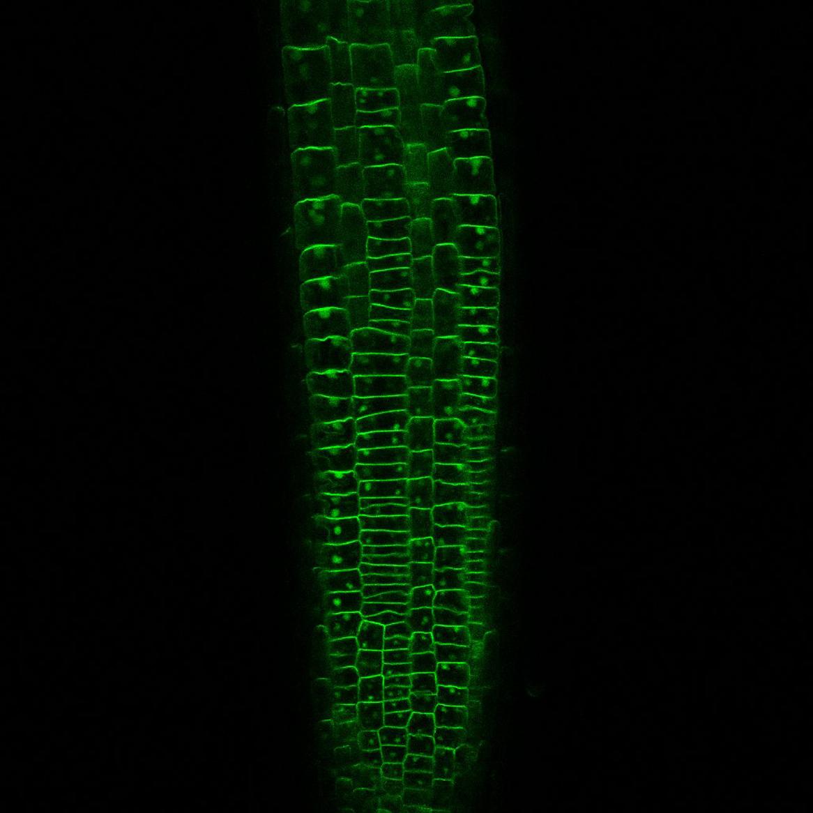 PIN2 auxin transport protein that is internalised (green dots) by strigolactone treatment to epidermal root cells of Arabidopsis thaliana. Image by Philip Brewer.