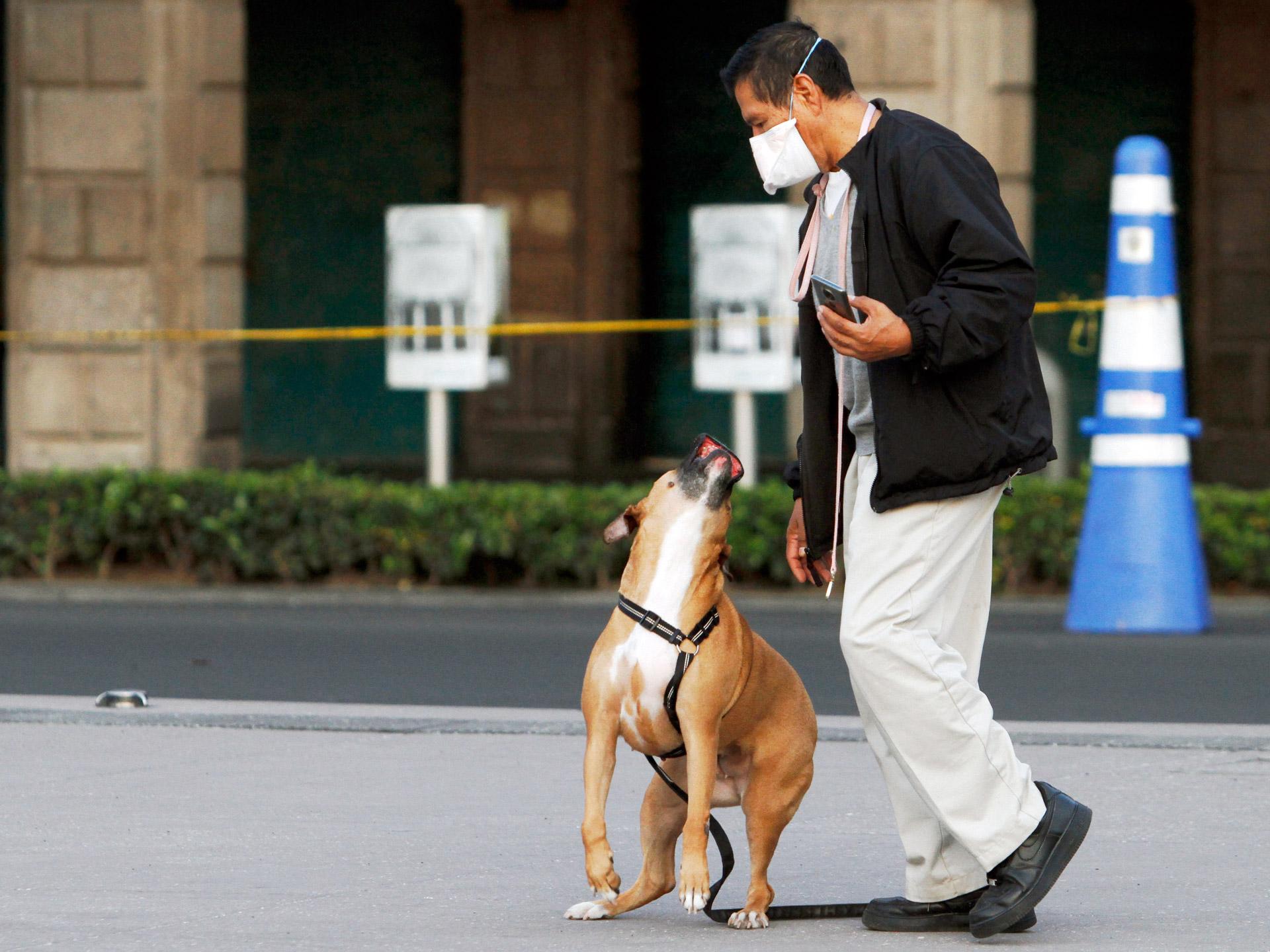 Dogs are not susceptible to the negative effects of the novel coronavirus. Eyepix/Sipa USA
