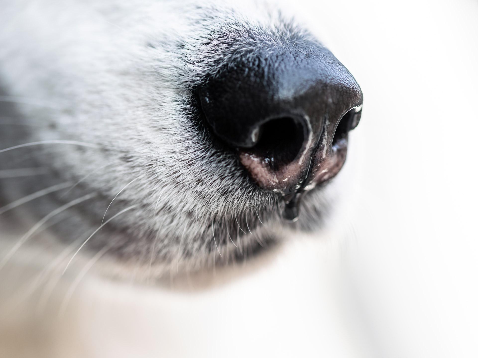On average, dogs have about 220 million scent receptors. Shutterstock