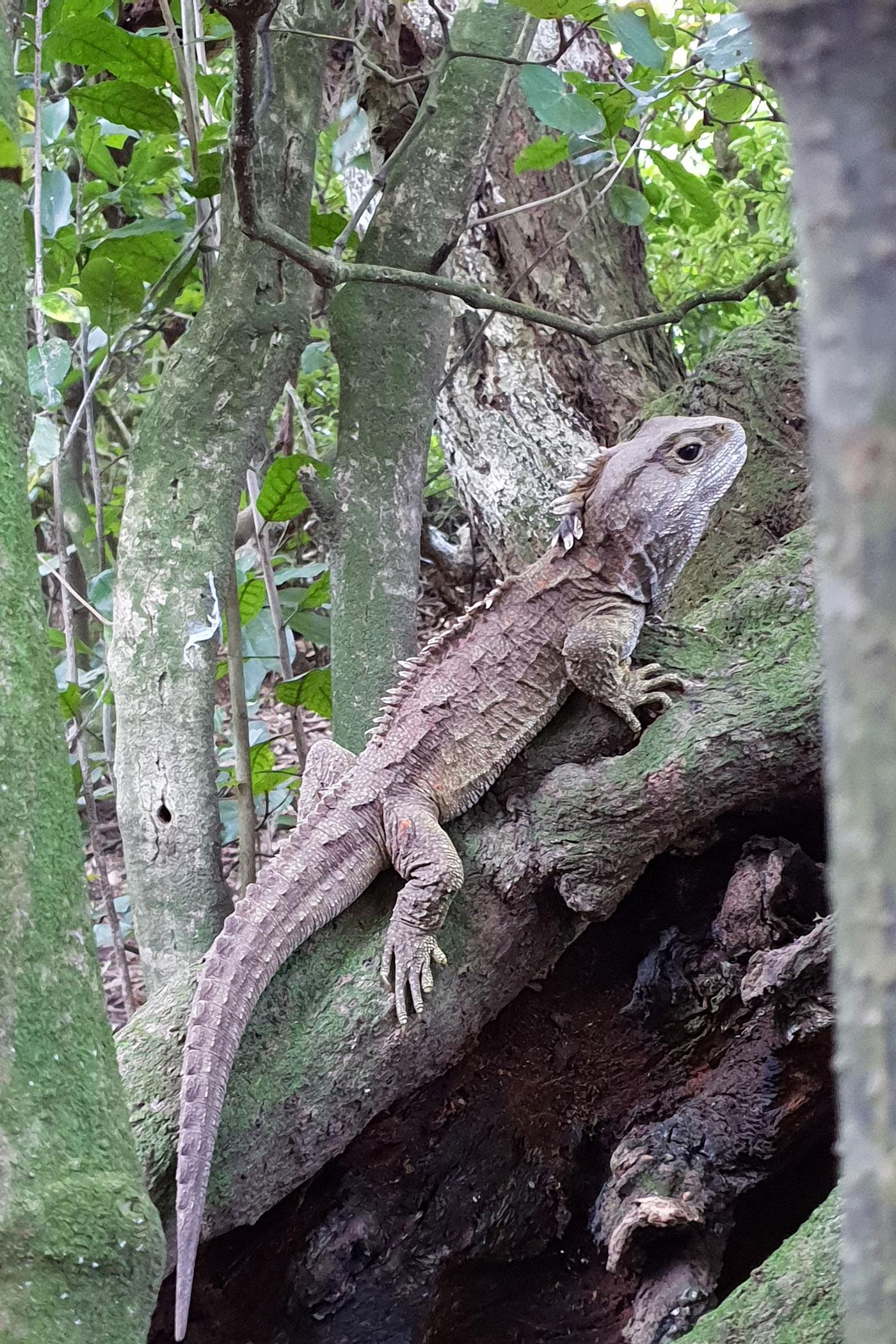 Dinosaur relative’s genome linked to mammals - Tuatara - photo by Nicola Nelson