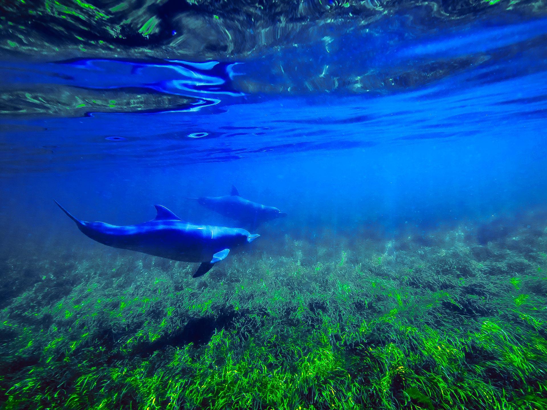 Dolphins Lady Bay Fieldwork, courtesy Sam Langholz