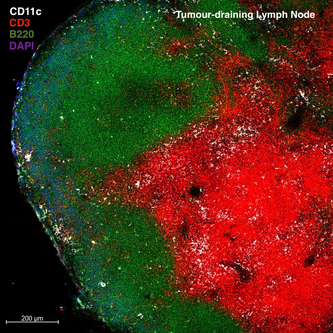 Honours Iain Comerford Fig 2a