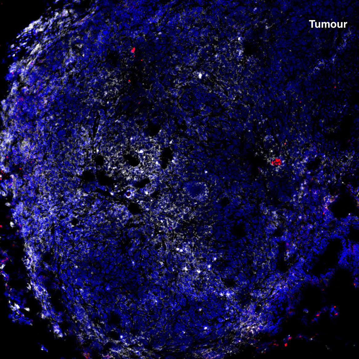 Honours Iain Comerford Fig 2b
