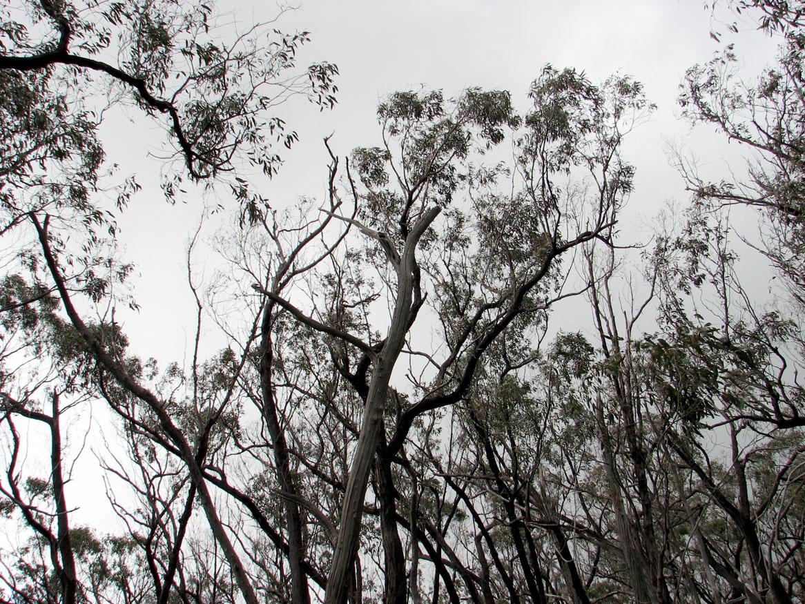 Honours in Environmental monitoring: canopy dieback, Red Stringybark