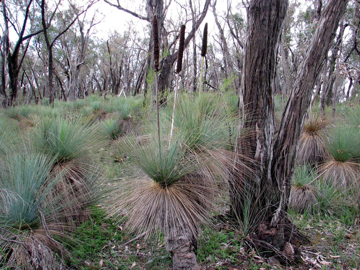 Honours in Environmental monitoring: canopy dieback, Red Stringybark