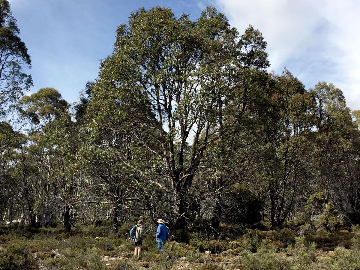 Collecting samples from a Tasmanian Cider gum