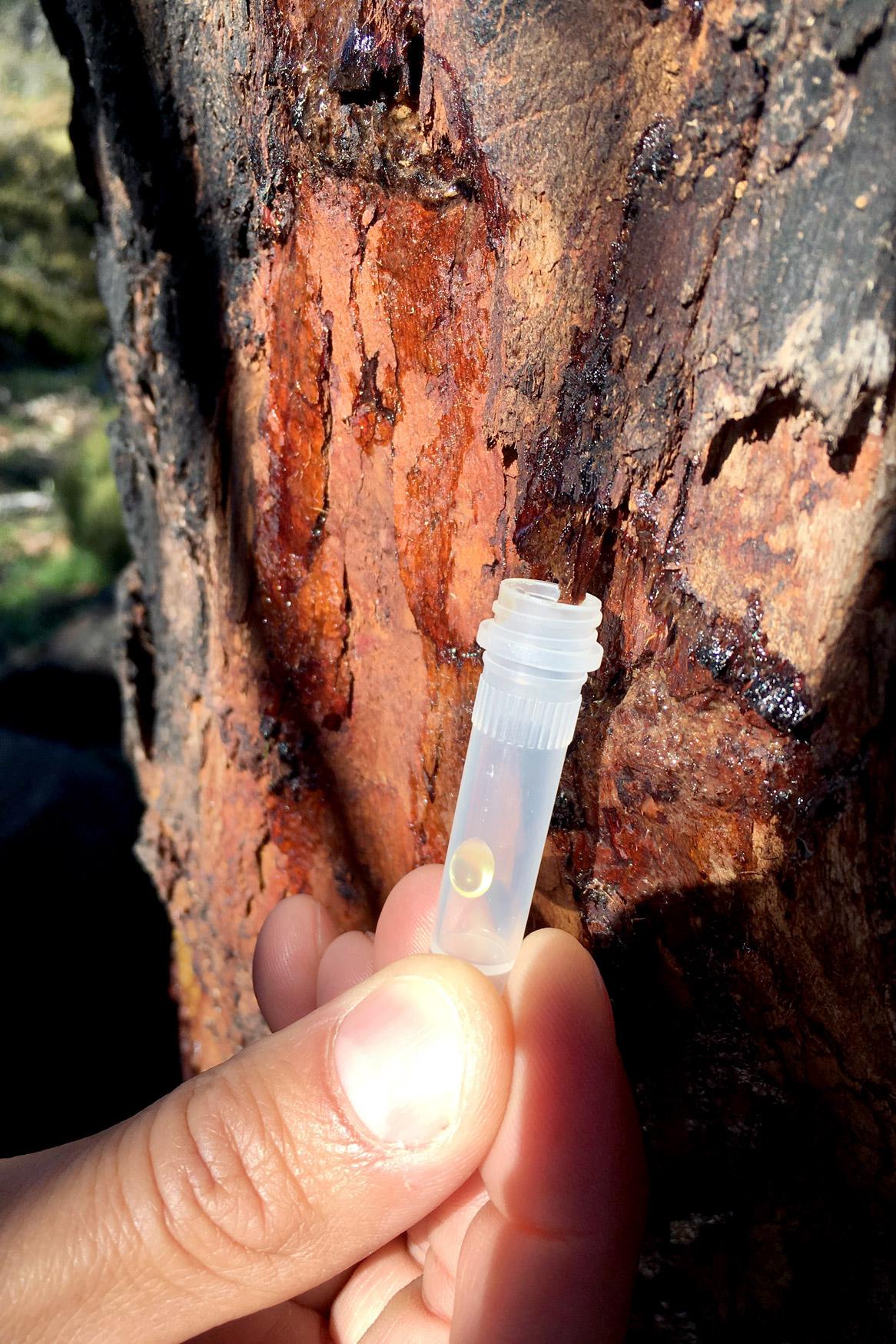 Collecting sap from Tasmanian Cider gums