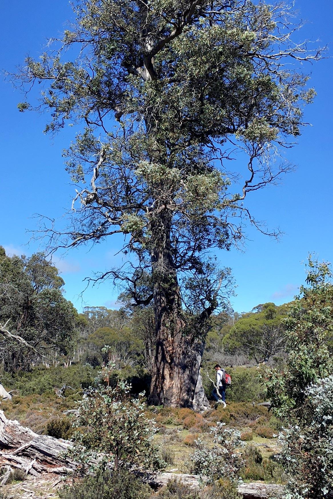 Tasmanian Cider gum