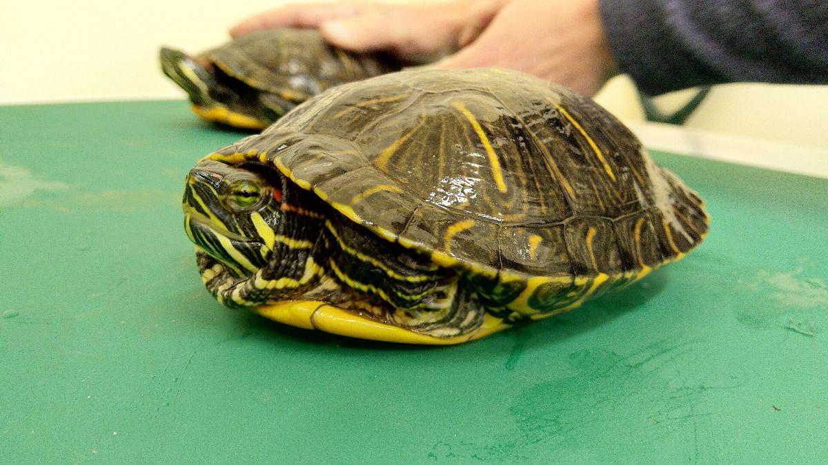 The red-eared slider turtle is listed as an Australian Government priority exotic environmental pest and has also been identified by the World Conservation Union as one of the top 100 global invasive pests. Image by Katherine Hill.