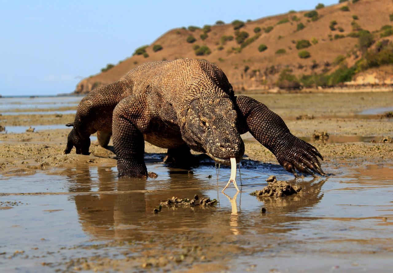 Komodo dragon by Achmad Ariefiandy, Komodo Survival Program