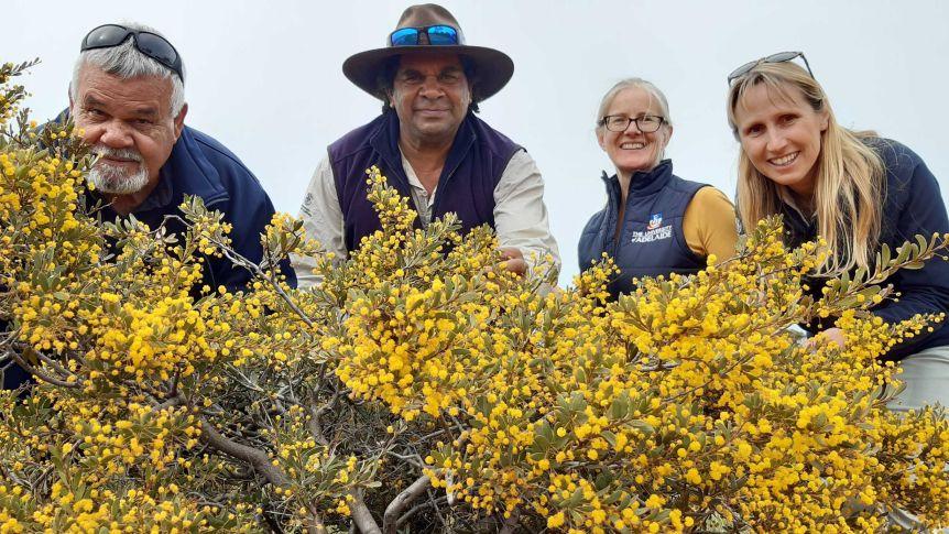 Archie Saunders, Fred Pickett, Jasmin Packer, and Geraldine Turner are determined to save the "precious" Whibley wattle from extinction