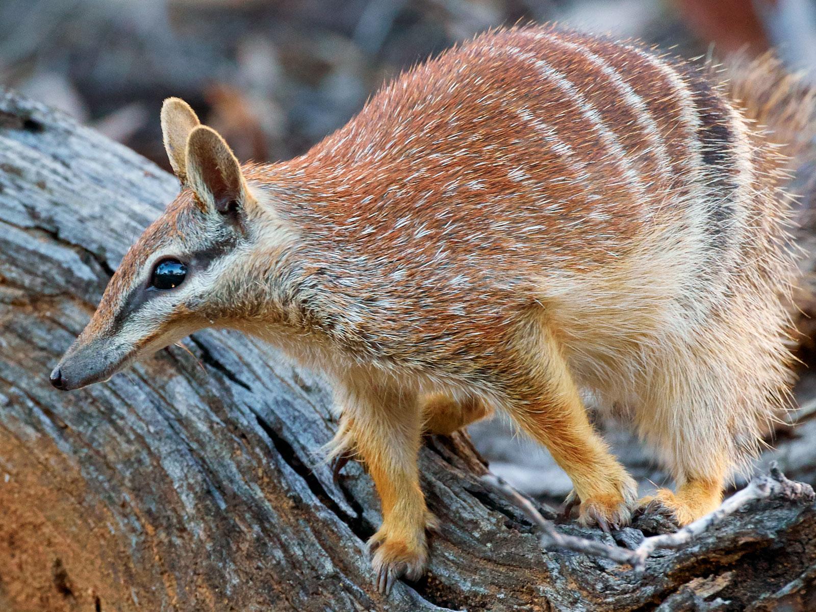 Numbat by Martin Willis
