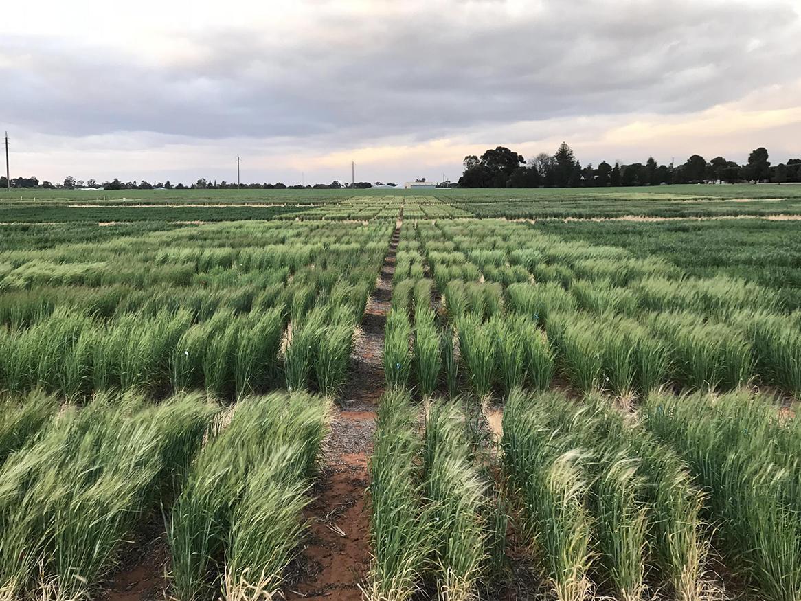 Barley frost trials - Loxton