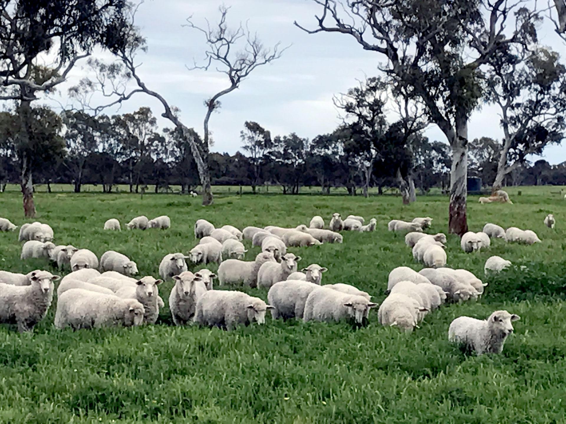 Lambs grazing - Brimbago