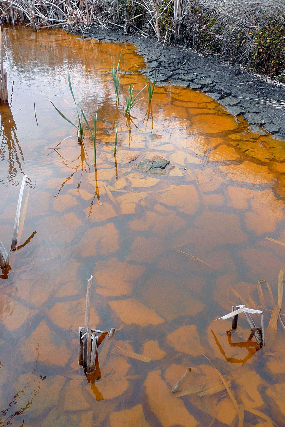 Acidic (pH 4) and iron rich (indicated by orange-brown colour) water in a wetland following exposure during drought. Credit: Luke Mosley