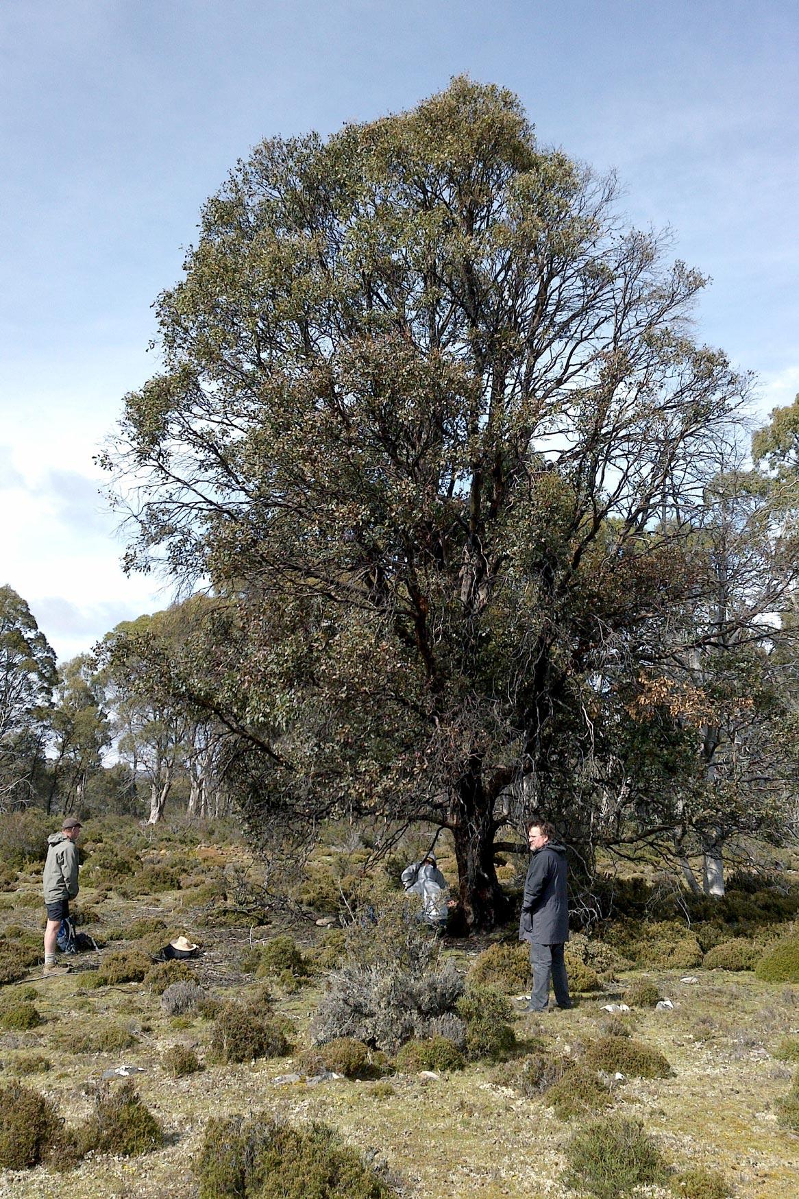Tasmanian Cider gum