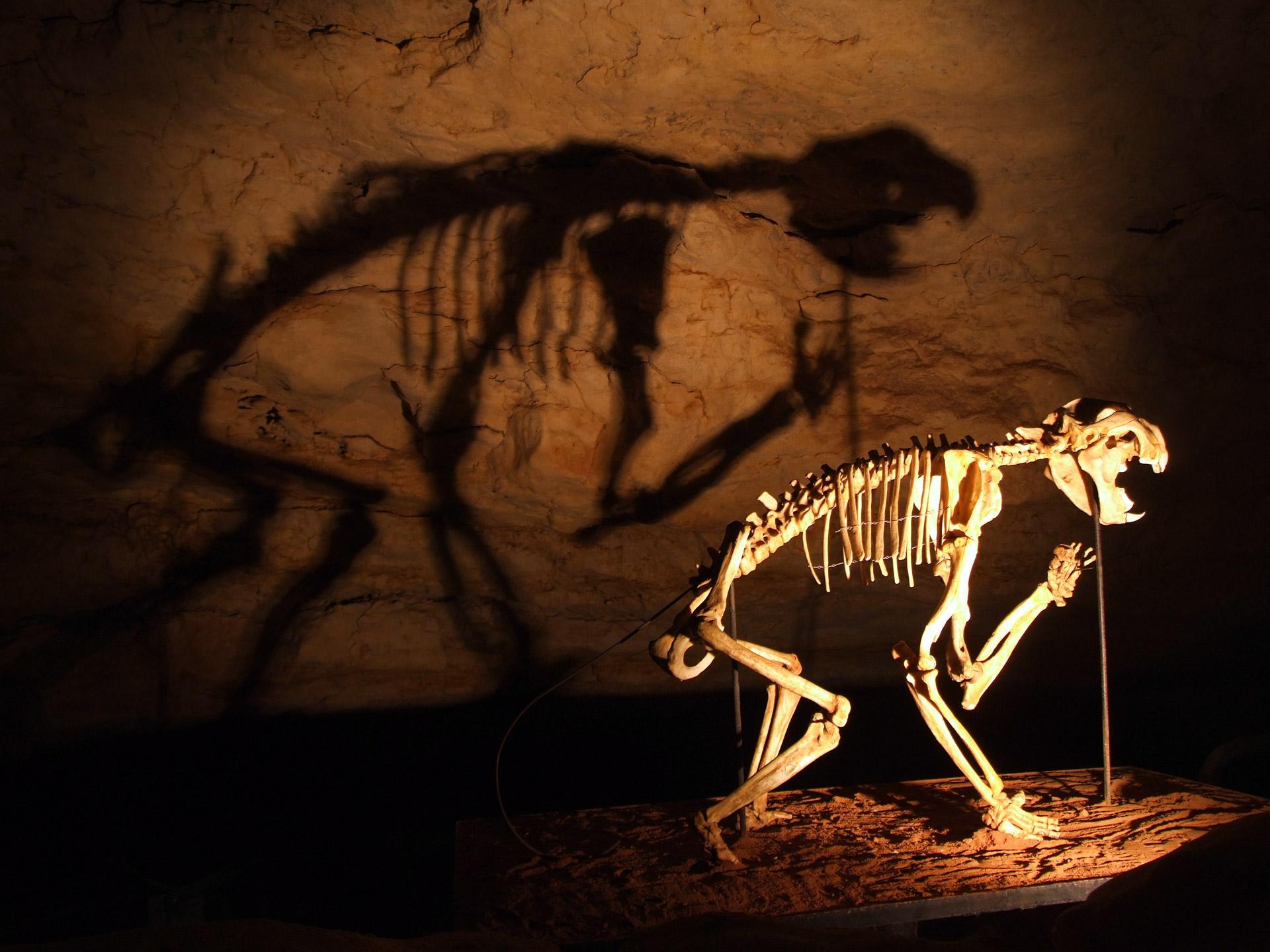 A skeleton of a Marsupial Lion (Thylacoleo carnifex) in the Victoria Fossil Cave, Naracoorte Caves National Park Karora, Public domain