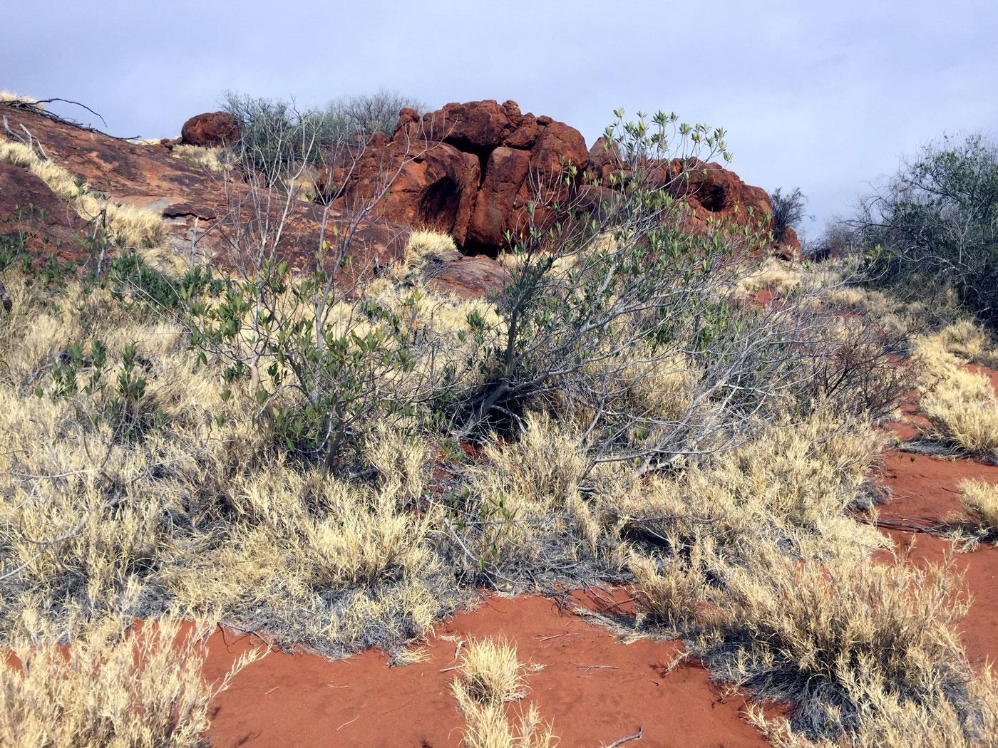 Buffel grass growing right under desert fig, a bushfood that’s sensitive to fire. Ellen Ryan-Colton, Author provided