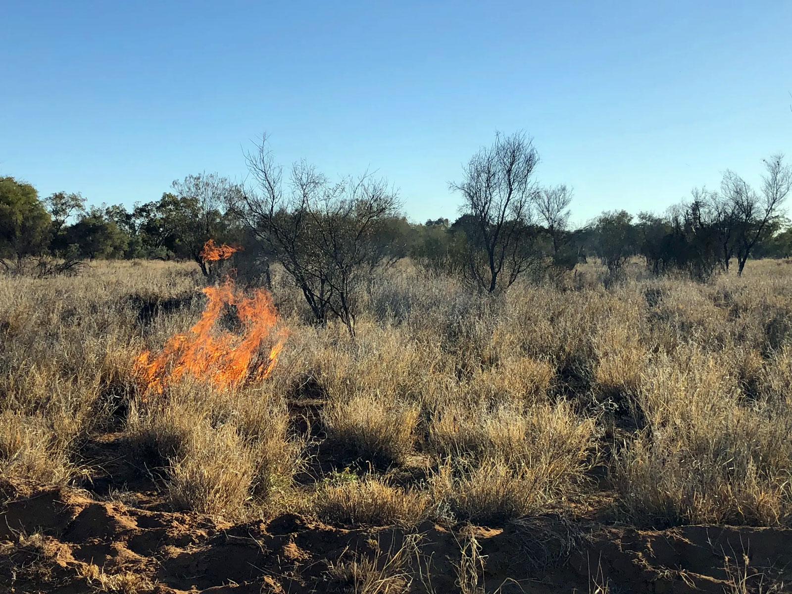Buffel grass promotes new fire risks. Jennifer Firn, Author provided