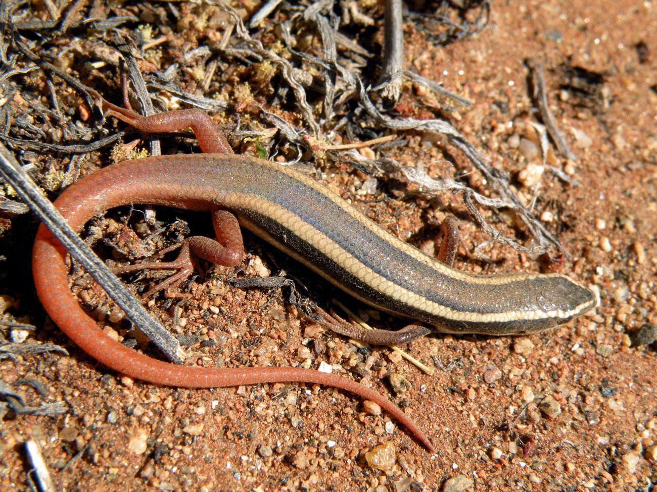 A fire-tailed skink at one of the the buffel removal sites. Christine Schlesinger, Author provided