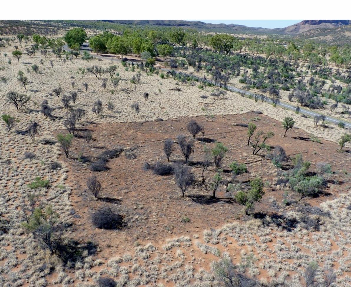 A buffel grass removal experiment, near Alice Springs. Christine Schlesinger, Author provided
