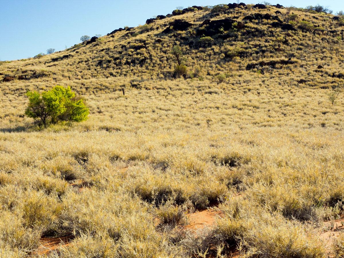 Buffel grass surrounding wattleseed, a bushfood. Ellen Ryan-Colton, Author provided