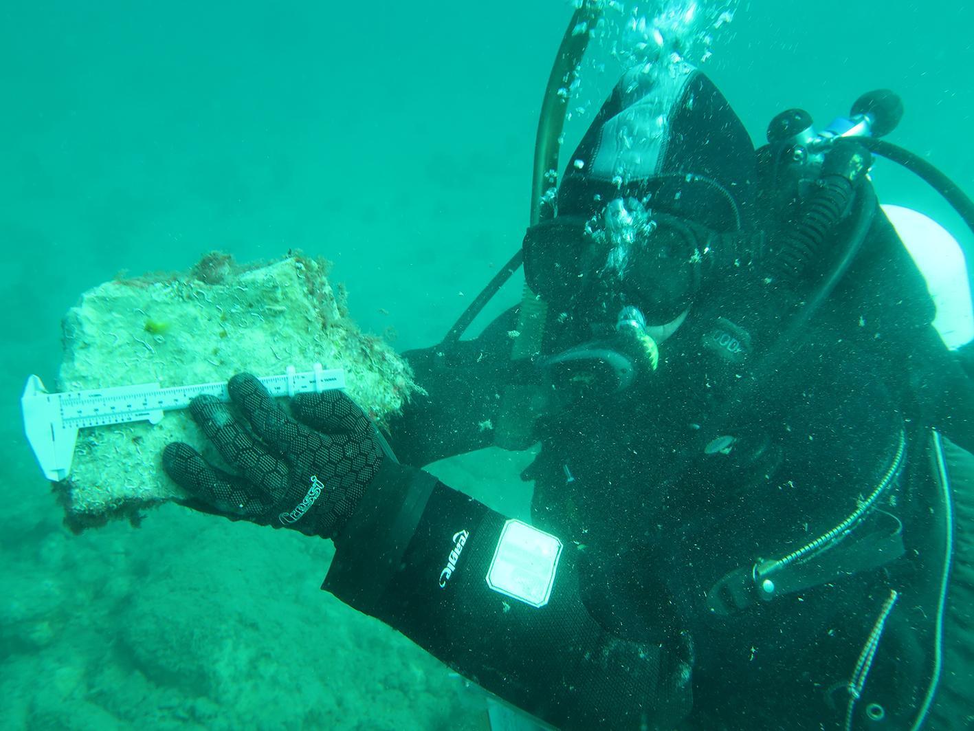 Underwater oyster research