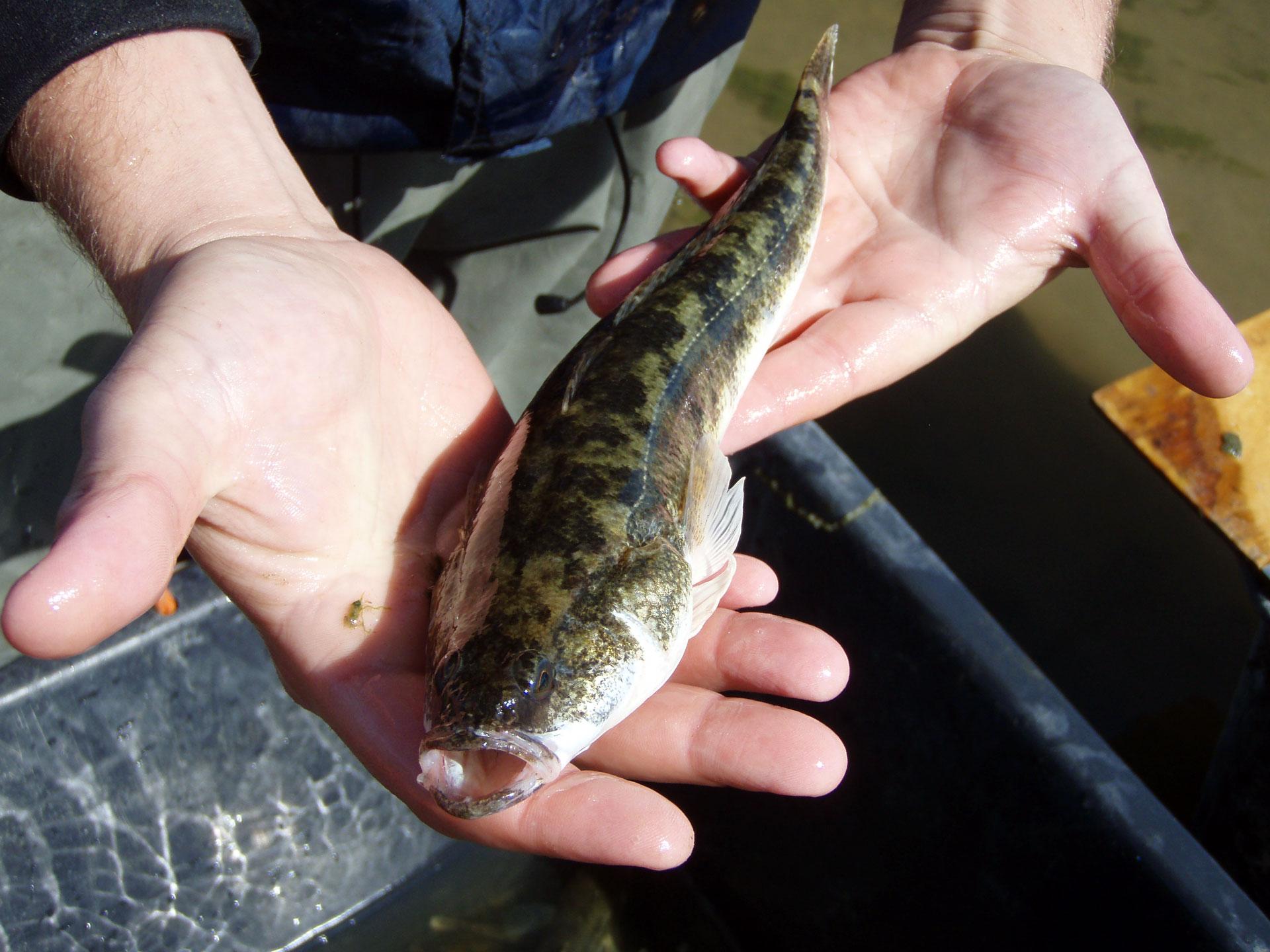 An adult female congolli. These fish will spend 3-4 years in the River Murray before returning to the ocean to spawn. Brenton Zampatti, Author provided