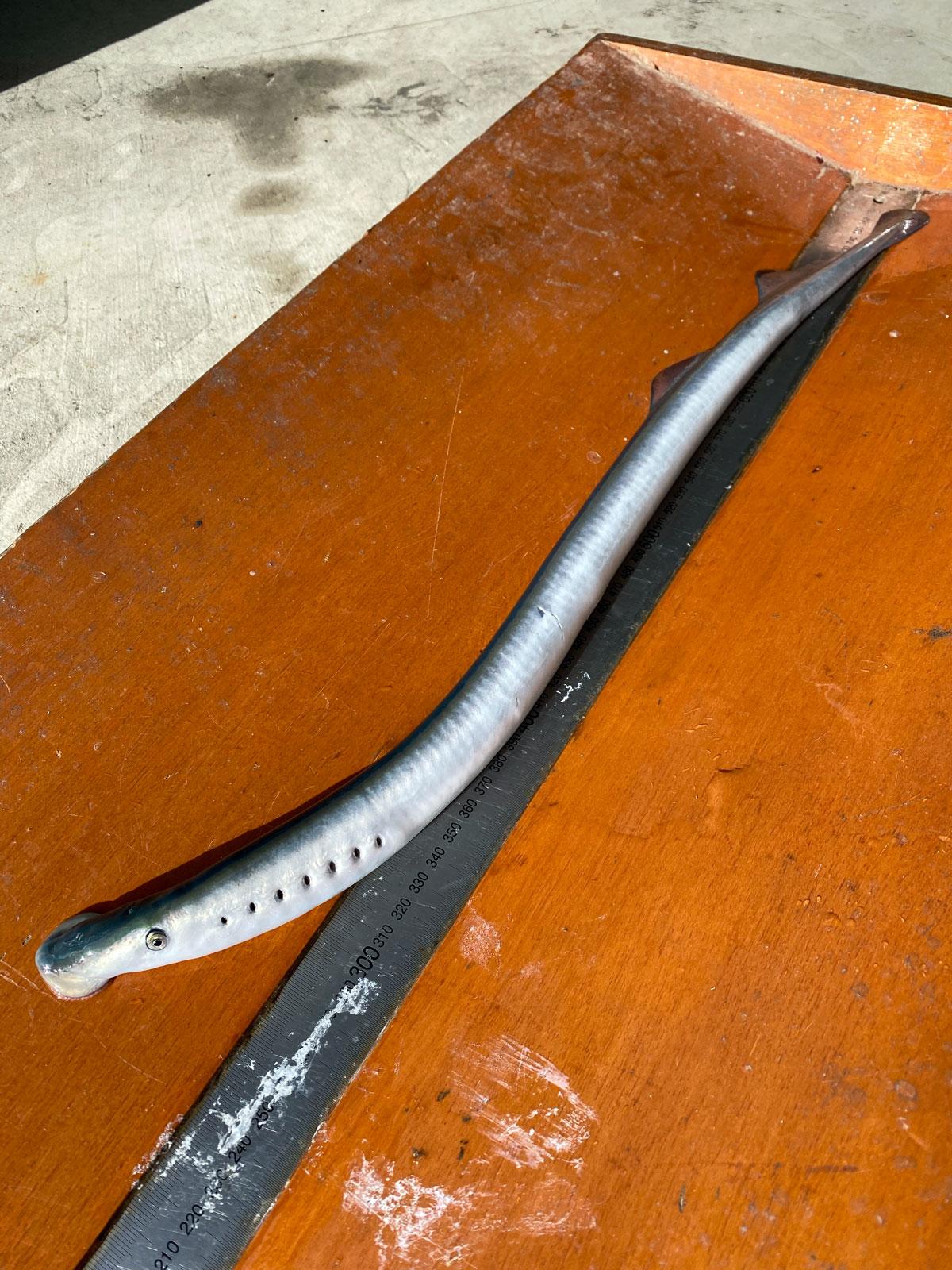 Pouched lamprey has been found in record numbers. Brenton Zampatti, Author provided