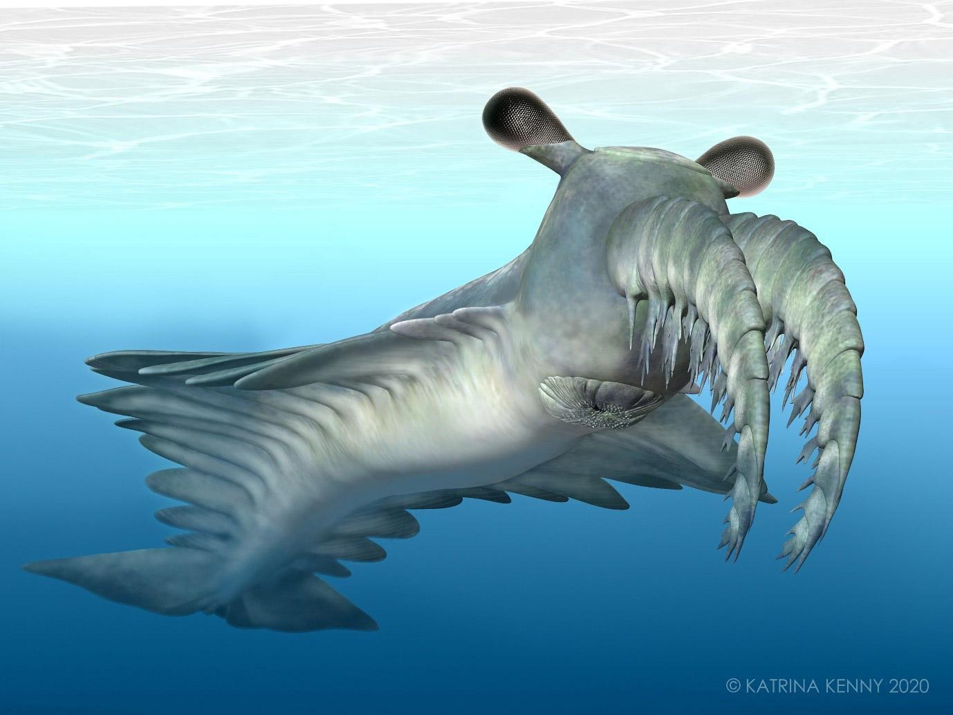 The radiodont Anomalocaris, with its large stalked eyes, is considered a top predator that swam in the oceans over 500 million years ago.