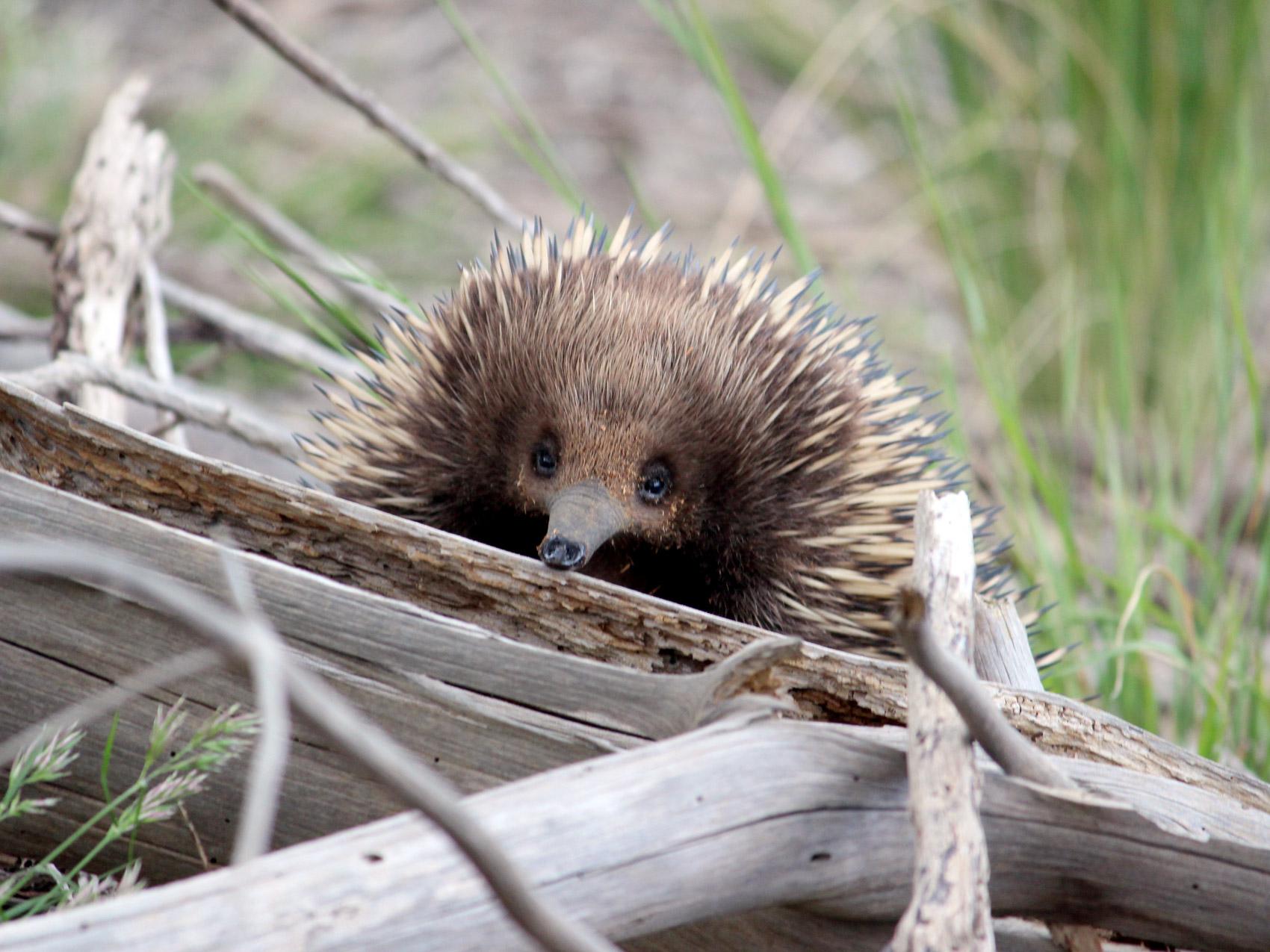 Echidna CSI