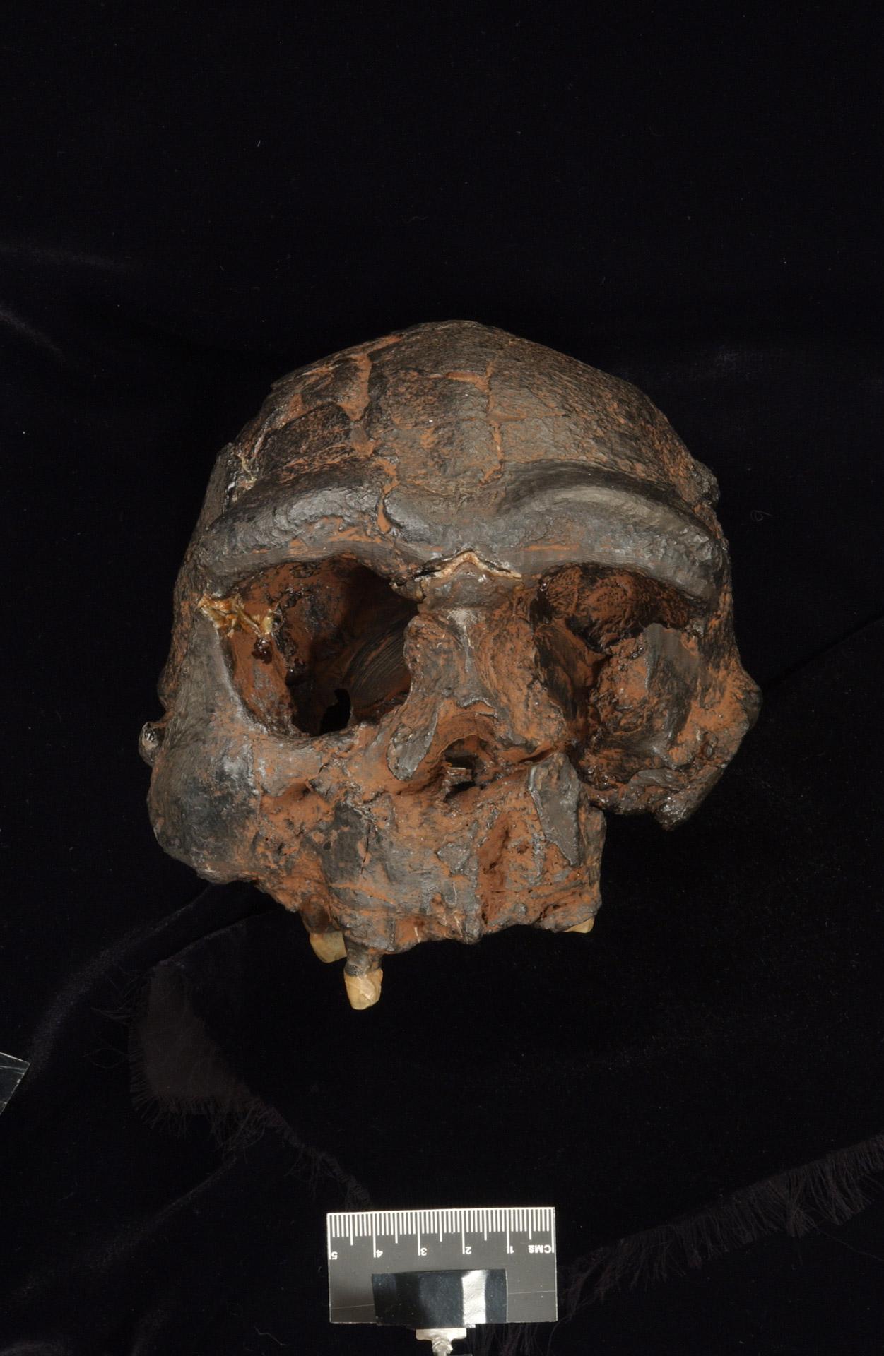 Replica of the Sangiran 17 Homo erectus cranium from Java - frontal view. Photo supplied by the Trustees of the Natural History Museum