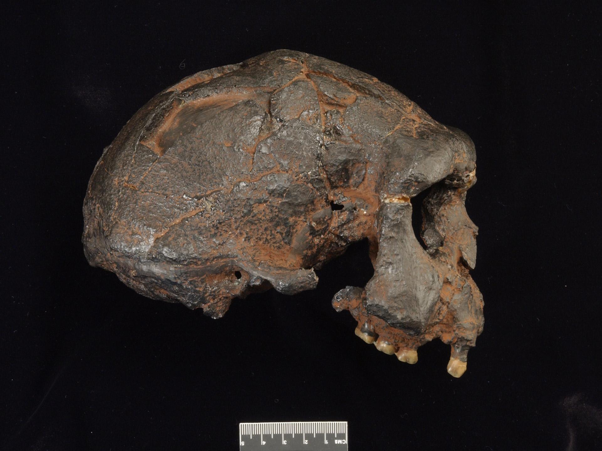 Replica of the Sangiran 17 Homo erectus cranium from Java - side view. Photo supplied by the Trustees of the Natural History Museum