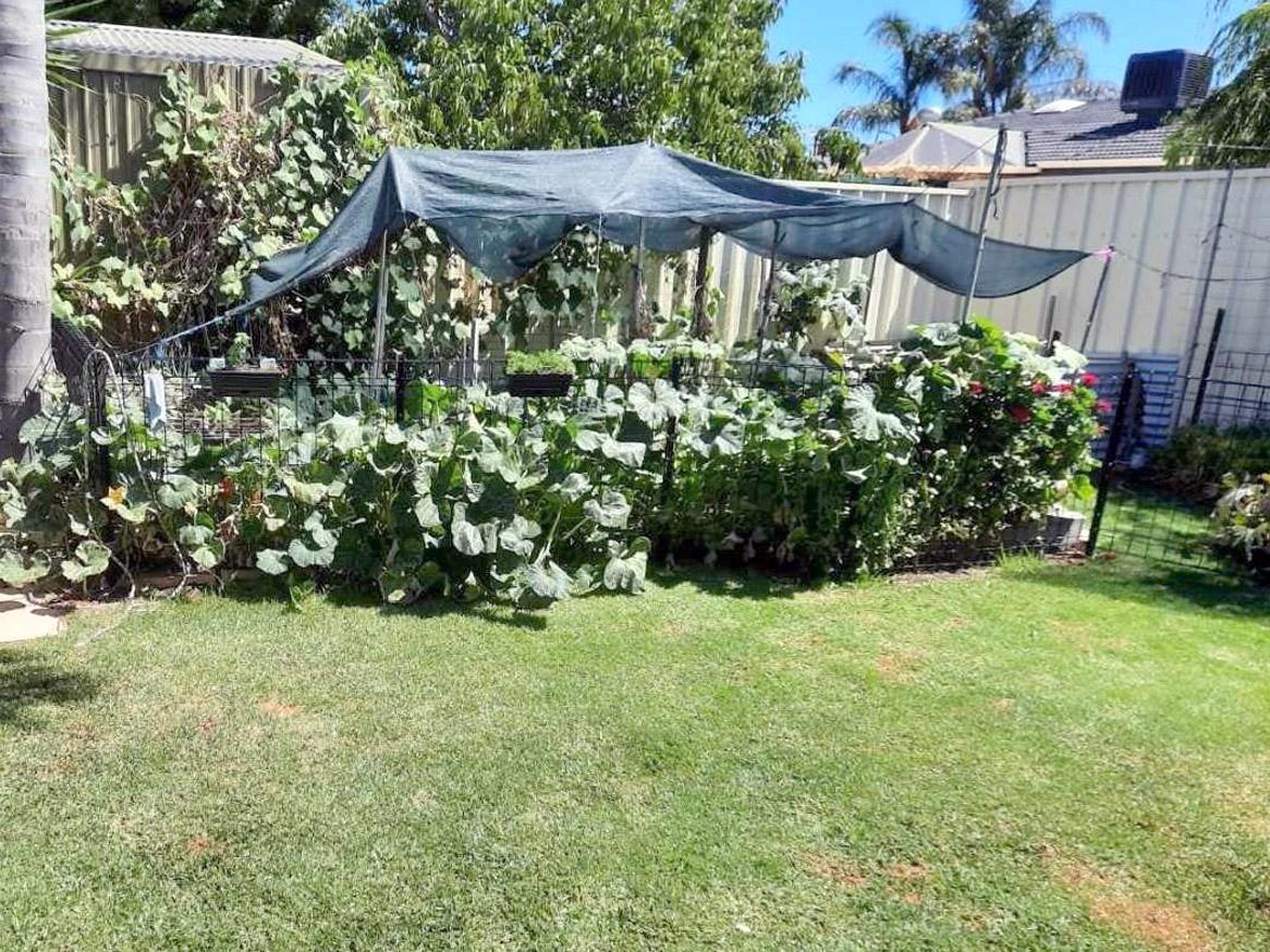 Backyard in Adelaide's south west showing you can have a lawn and grow your own self-sufficient vegetable supply too.