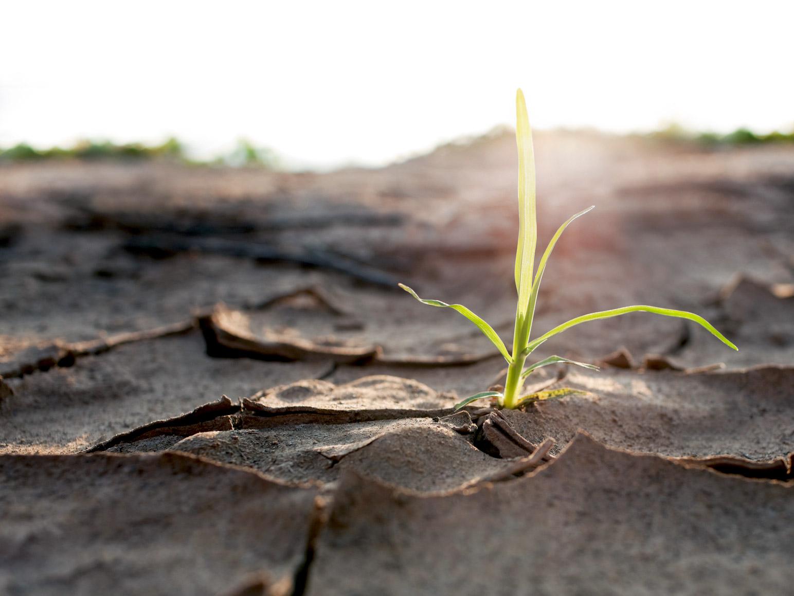 Plant Shoot Dry Earth