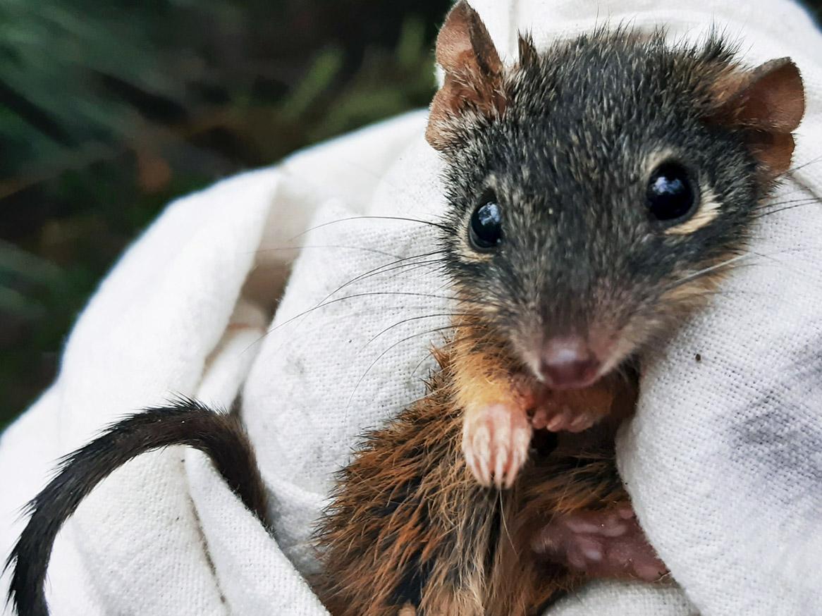 Yellow-footed antechinus - Cherry Gardens bushfire