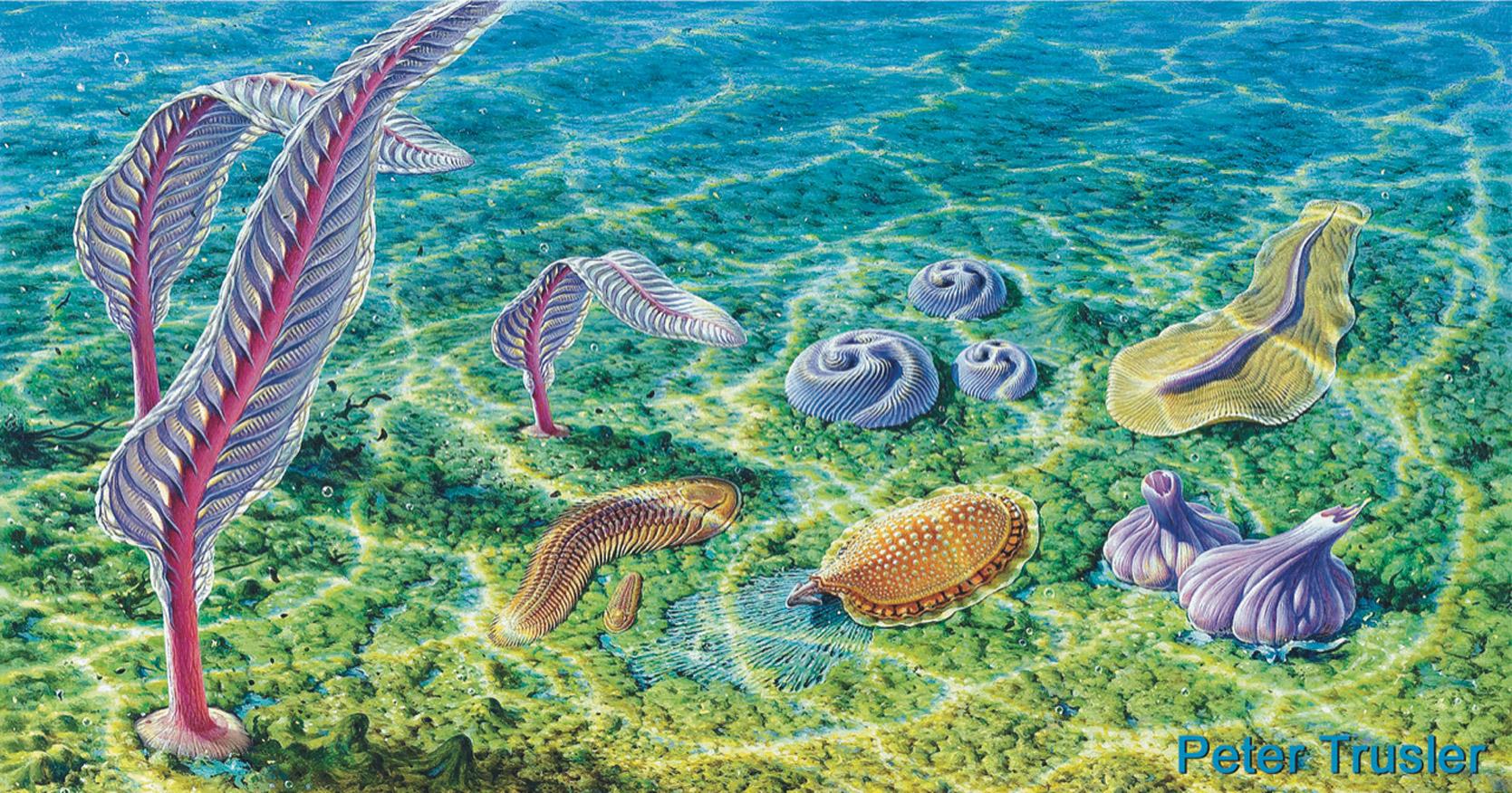 Ediacara Biota P Trusler