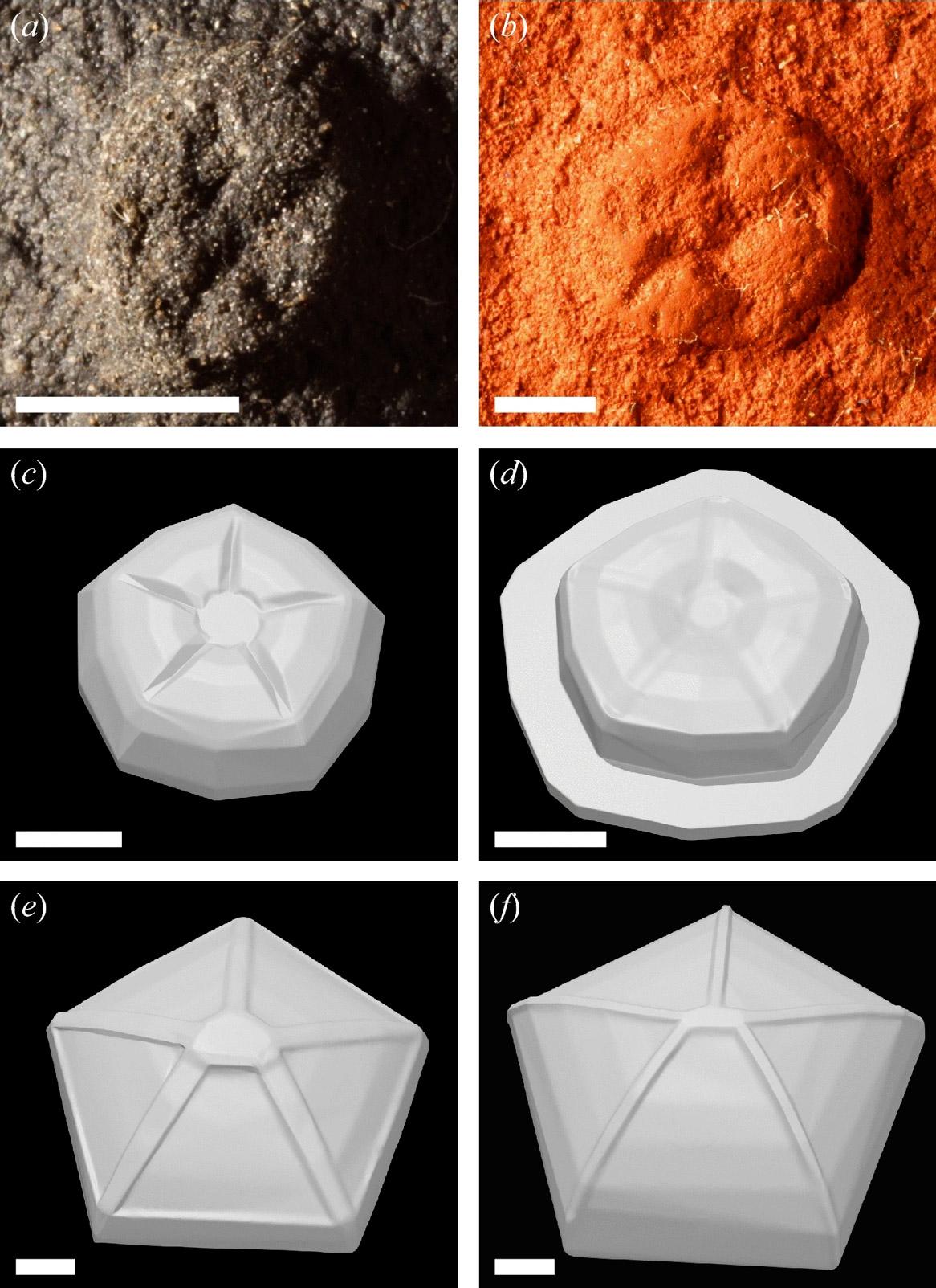 Top - Fossil moulds of Arkarua adami from Devil's Peak and Chace Range, Flinders Ranges; Middle - 3D models of small and large Arkarua from the Flinders Ranges; Bottom - Cambrian echinoderm models used for comparison in the study. Scale bars = 2 mm.