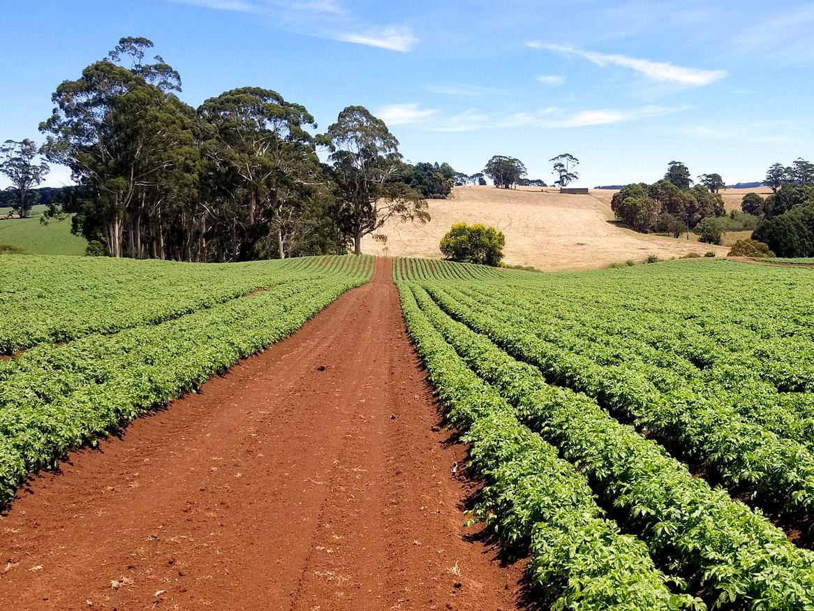 Potato crop by NT Franklin on Pixabay